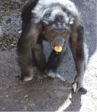 Santino the chimp with apple in mouth and rocks in left hand, Furuvik Zoo, Gävle, Switzerland, undated/Tomas Persson, plosone.org Santino the chimp with apple in mouth and rocks in left hand, Furuvik Zoo, Gävle, Switzerland, undated/Tomas Persson, plosone.org