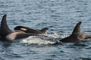 New baby orca, "J48," joins J-Pod, Southern Resident Community, Puget Sound, Victoria, BC, Dec 17, 2011/NOAA, Vancouver Sun