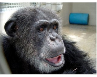 Cheetah, Suncoast Primate Sanctuary, Palm Harbor, FL, undated/Ron Priest, TBO.com