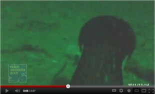 Video still of Imperial Cormorant 150 feet under water, Punta Leon, Patagonia, Dec 14, 2011/WCS.org, youtube.com Video still of Imperial Cormorant 150 feet under water, Punta Leon, Patagonia, Dec 14, 2011/WCS.org, youtube.com