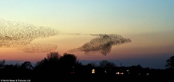 Starlings in flight, Gretna Green, Scotland, 2011/Paul McGreevy, MailOnline