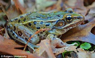 Newly discovered species of leopard frog, undated/Rutgers University, Mail Online