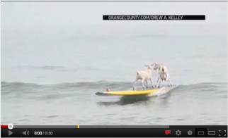 Surfing goats, San Onofre State Beach, CA, July 11, 2012/AP, Youtube.com