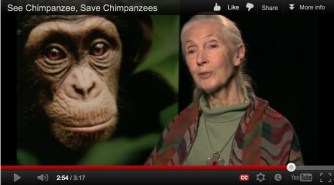 Oscar, the star of "Chimpanzee" & Jane Goodall/ disney.com, janegoodall.or Oscar, the star of "Chimpanzee" & Jane Goodall/ disney.com, janegoodall.or