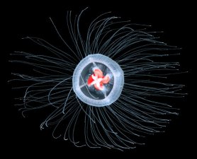 Turritopsis dohrnii, aka the Immortal Jellyfish, aka the Benjamin Button jellyfish/Takashi Murai, The New York Times