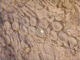 Vertebrae bones arranged in tentacle pattern, Berlin-Ichthyosaur State Park, NV, undated/Mark McMenamin, Geological Society of America 