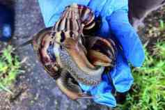 Giant African land snails/Arian Campo-Flores, The Wall Street Journal