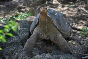 Lonesome George, the last surviving Pinto Giant Tortoise, Charles Darwin Research Station, Santa Cruz Island, Galapagos, undated/Melanie Stetson Freeman, The Christian Science Monitor Lonesome George, the last surviving Pinto Giant Tortoise, Charles Darwin Research Station, Santa Cruz Island, Galapagos, undated/Melanie Stetson Freeman, The Christian Science Monitor