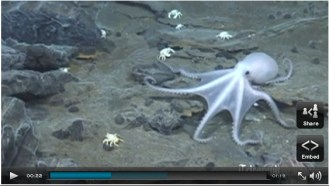 Newly discovered species of Octopus, Southern Ocean, undated/Oxford U., Telegraph.co.uk