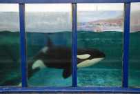 Morgan at Harderwijk Dolfinarium, Netherlands, undated/Martin van Dijl, ANP, AFP (10/12/11)