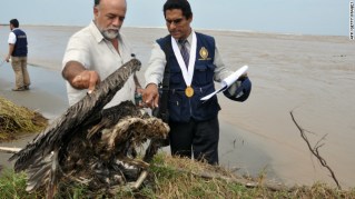 Guillermo Boigorria and Lev Castro inspect dead bird in Peru, undated/AFP, Getty, cnn.com Guillermo Boigorria and Lev Castro inspect dead bird in Peru, undated/AFP, Getty, cnn.com