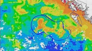 Large plankton bloom (circled) off Haida Gwaii, B.C. (right), August 2012/Giovanni, Goddard Earth Sciences Data and Information Services Center, NASA, CBC News Large plankton bloom (circled) off Haida Gwaii, B.C. (right), August 2012/Giovanni, Goddard Earth Sciences Data and Information Services Center, NASA, CBC News