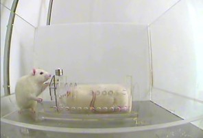One rat helps another trapped in a container, undated/AAAS, Science
