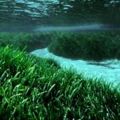 Mediterranean Seagrass, location & date unspecified/M. San Félix, Voice of America