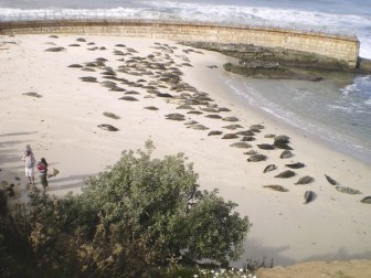 Seals occupy Children's Pool Beach, La Jolla, CA, undated/Tony Perry, Los Angeles Times