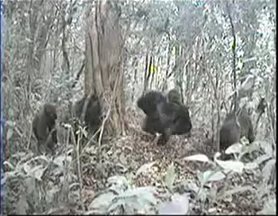 Camera Trap image of Cross River Gorillas, Silverback at center, Cagwene Gorilla Sanctuary, Camaroon, undated/Wildlife Conservation Society Camera Trap image of Cross River Gorillas, Silverback at center, Cagwene Gorilla Sanctuary, Camaroon, undated/Wildlife Conservation Society