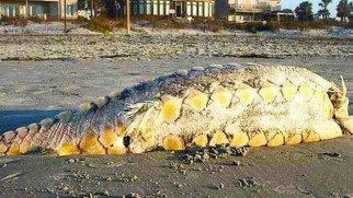 Body of Atlantic sturgeon, Folly Beach, S.C., undated/Discovery News, foxnews.com