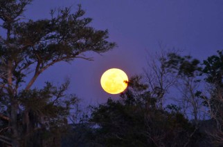 Supermoon rising, Bruswick, GA, March 19, 2011/Brad Ervin, space.com