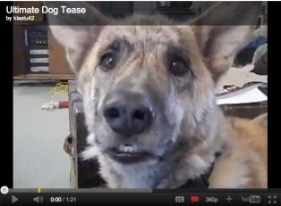 Ultimate Dog Tease, uploaded by klaatu42, May 1, 2011/youtube.com