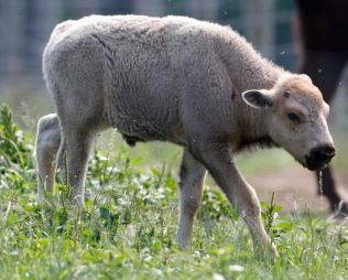 One-month-old white bison calf, Mohawk Bison Farm, Goshen, CT, July 18, 2012/Mike Groll, AP, Houston Chronicle 