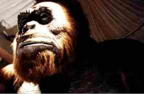 What the Yeti may look like/BBC News