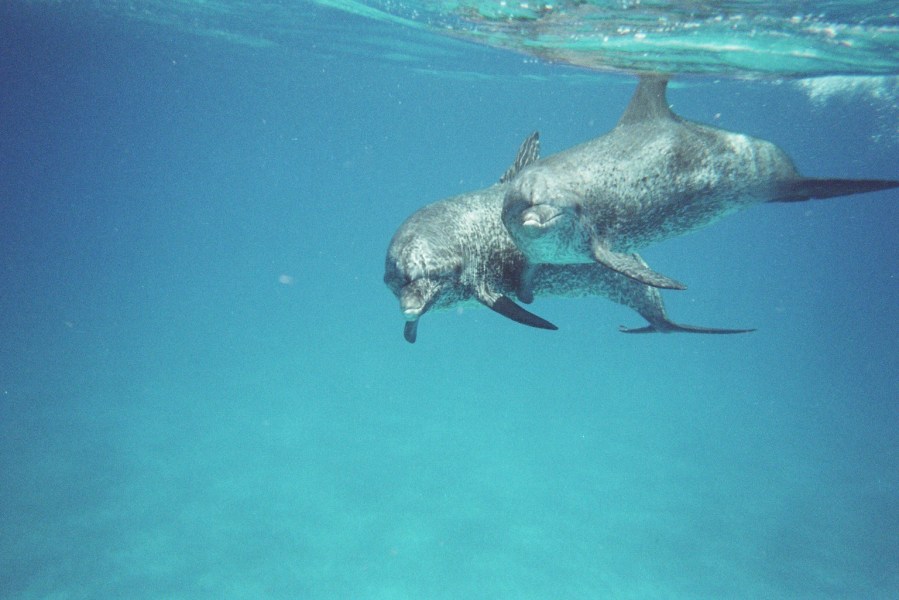 Adult male Atlantic Spotted dolphins (Stenella frontalis), Bahamas, July 2009/GK Wallace