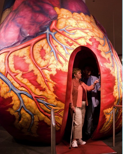 Walk-through heart, Museum of Science and Industry, Chicago, undated/Outer Focus Photos