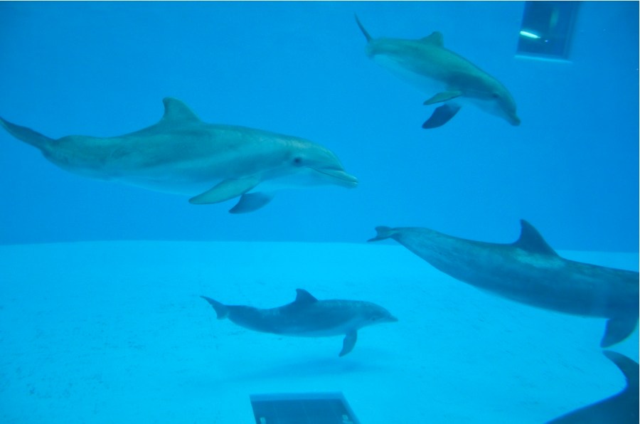 Bottlenose dolphins (Tursops truncatus), Brookfield Zoo's Seven Seas Pavilion, Brookfield IL, March 19, 2011/Michael Kappel, flickr.com