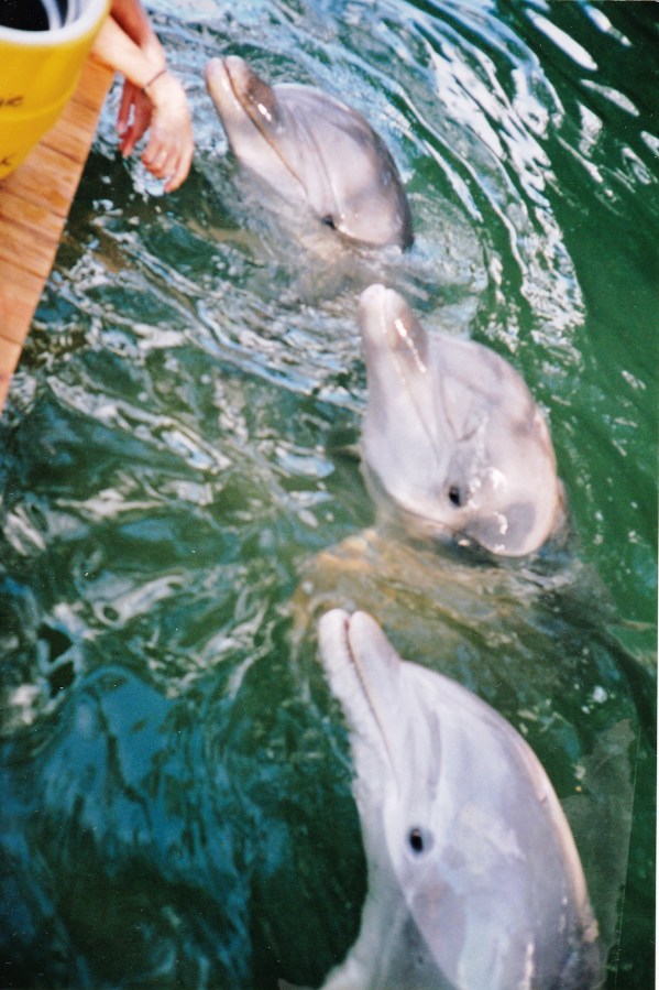 Navy dolphins Luther, Jake & Buck (order unclear) at Sugarloaf Sanctuary, Sugarloaf Key FL, November 1994/G.K. Wallace