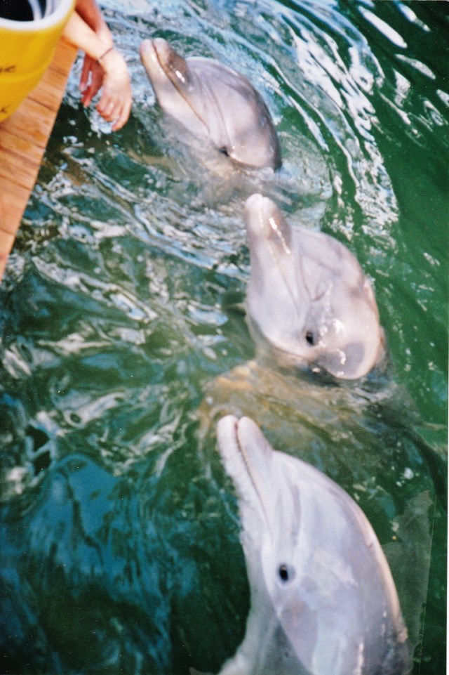 Navy dolphins Luther, Jake & Buck, not necessarily in that order, Sugarloaf Sanctuary, Sugarloaf Key FL, November 1994/G.K. Wallace