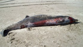 Adult female spade-toothed beaked whale, Opape Beach, NZ, Dec 2010/New Zealand Dept. of Conservation, Current Biology, Nov 6, 2012 Adult female spade-toothed beaked whale, Opape Beach, NZ, Dec 2010/New Zealand Dept. of Conservation, Current Biology, Nov 6, 2012