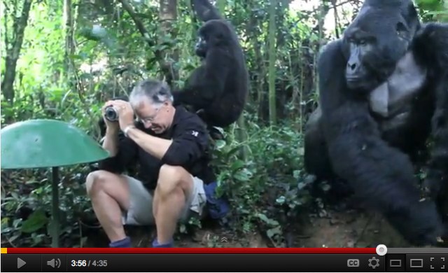 Rushegura Group’s Silverback signals to his family that its time to leave, Gorilla Forest Camp, Bwindi Impenetrable National Park, Uganda, Dec 11, 2011/ John J. King II, Pam King, Jonathan Rossouw, Zegrahm Expeditions, Common Flat Project, YouTube.com