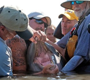Researchers examine male dolphin's teeth, Barataria Bay, LA, Aug 15, 2011/Ted Jackson, Times-Picayune, nola.com 