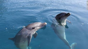 Male Bottlenose dolphins Misha & Tom, order unknown, place & date unspecified/CNN Male Bottlenose dolphins Misha & Tom, order unknown, place & date unspecified/CNN