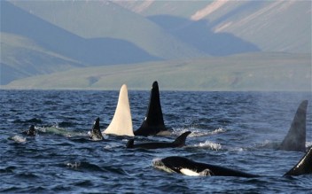 Iceberg, the albino killer whale, Commander Islands, Russia, undated/E. Lazareva, AFP, Getty, The Telegraph Iceberg, the albino killer whale, Commander Islands, Russia, undated/E. Lazareva, AFP, Getty, The Telegraph