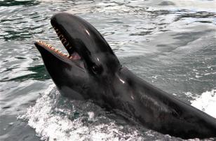 Kina, the false killer whale, University of Hawaii, undated/Aude Pacini, livescience.com