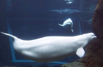 Maris, Georgia Aquarium, undated/John Bazemore, AP, Philly.com Maris, Georgia Aquarium, undated/John Bazemore, AP, Philly.com