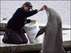 Unidentified Navy dolphin & trainer, undated/AP, OB Rag, obrag.org