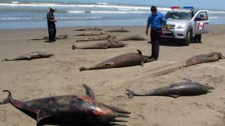 Dead dolphins, Pimentel Beach, Chiclayo, Peru, undated/Nestor Salvatierra, AP, ctv.ca Dead dolphins, Pimentel Beach, Chiclayo, Peru, undated/Nestor Salvatierra, AP, ctv.ca