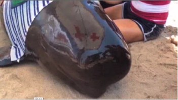 One of 22 stranded pilot whales, Avalon Beach State Park, FL, Sept 1, 2012/AP, BostonHerald.com One of 22 stranded pilot whales, Avalon Beach State Park, FL, Sept 1, 2012/AP, BostonHerald.com