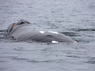 Right whale, somewhere off Florida-Georgia Coast, undated/idnas71, flickr.com, GPB News Right whale, somewhere off Florida-Georgia Coast, undated/idnas71, flickr.com, GPB News