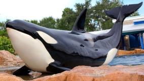 Unidentified captive killer whale, unidentified SeaWorld Park, undated/Orlando Business Journal