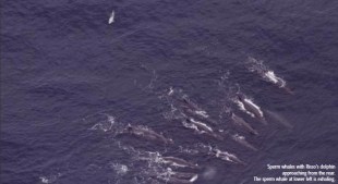 Sperm whales heading toward lower right, Risso's dolphin approaching from upper left, off San Diego CA, May 14, 2011/ Cathy Bacon, Chip Johnson, Currents, Fall 2012 Sperm whales heading toward lower right, Risso's dolphin approaching from upper left, off San Diego CA, May 14, 2011/ Cathy Bacon, Chip Johnson, Currents, Fall 2012
