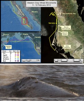 Varvara's route in yellow & Varvara, Jan 13, 2012 / Oregon State University Marine Mammal Institute Varvara's route in yellow & Varvara, Jan 13, 2012 / Oregon State University Marine Mammal Institute