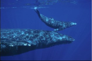 Humpback mother & calf, Hawaiian Islands Humpback Whale National Marine Sanctuary, undated/NOAA, HIHWNMS Humpback mother & calf, Hawaiian Islands Humpback Whale National Marine Sanctuary, undated/NOAA, HIHWNMS