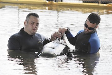 Javier Torres of Ft. Lauderdale and Leo Scheer of Miami support one of two female pilot whales who survived the May 5 stranding at Cudjoe Key, Marine Mammal Conservancy, Key Largo, FL, undated/Mike Clary, Sun Sentinel