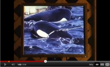 SeaWorld orca capture, Puget Sound, August 1971/Shalesta, youtube.com
