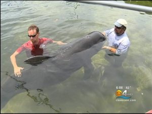 Caroline (a.k.a. 301) & caretakers, Marine Mammal Conservancy, Key Largo, FL, undated/CBS 4 Miami, miamicbslocal.com