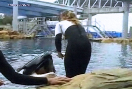 Dawn Brancheau and Tilikum moments before her death, SeaWorld Orlando, Feb 24, 2010/Todd Connell, cfnews13.com