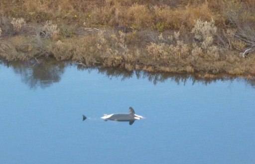 One of two adult female killer whales found dead after spending weeks in southwest Alaska’s Nushagak River, October 2012/NOAA, KTUU.com
